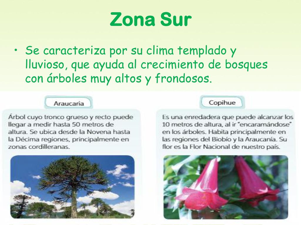 Zona Sur Se caracteriza por su clima templado y lluvioso, que ayuda al crecimiento de bosques con árboles muy altos y frondosos.