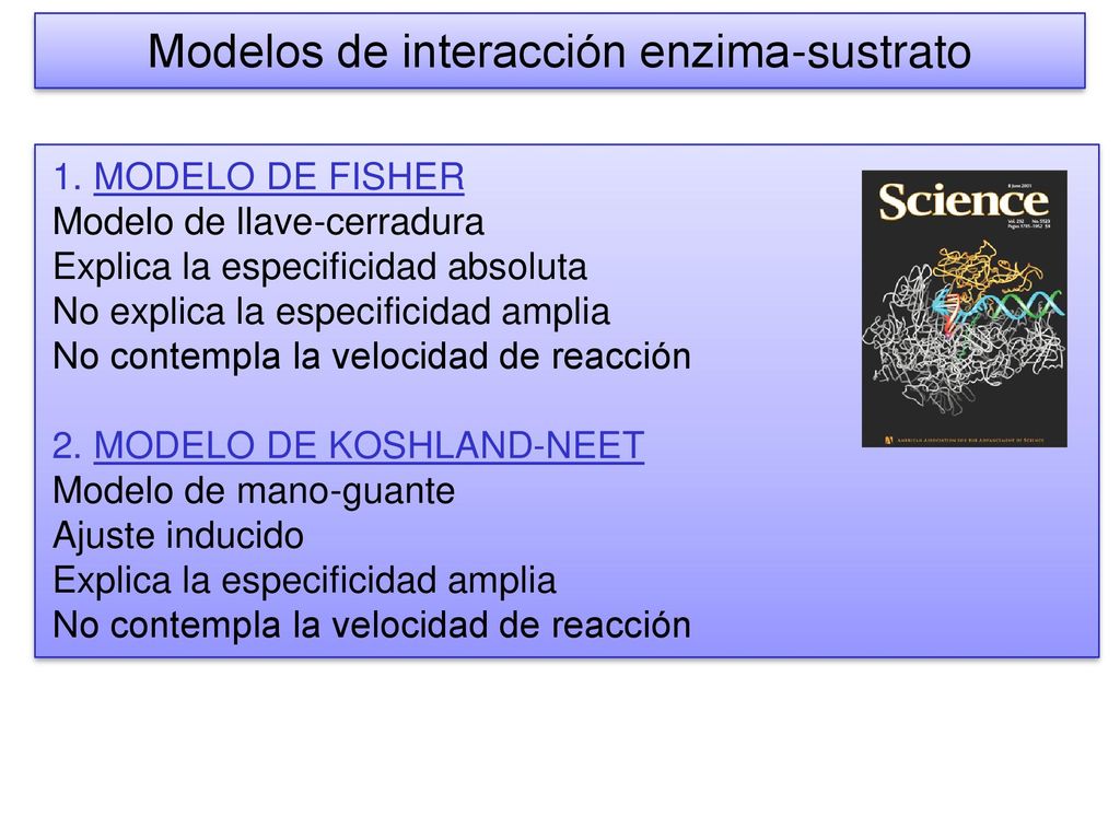 TEMA: Factores de especificidad de los Enzimas - ppt descargar