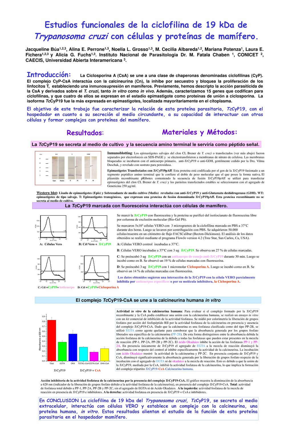 El complejo TcCyP19-CsA se une a la calcineurina humana in vitro
