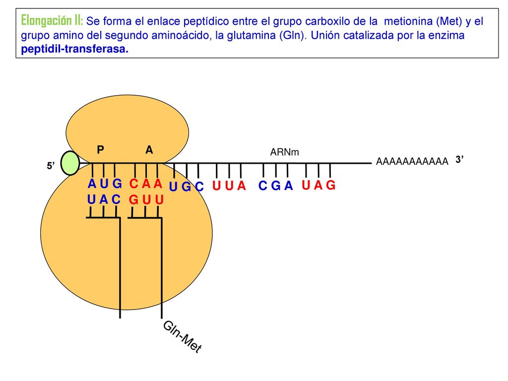 Elongación II: Se forma el enlace peptídico entre el grupo carboxilo de la metionina (Met) y el grupo amino del segundo aminoácido, la glutamina (Gln). Unión catalizada por la enzima peptidil-transferasa.