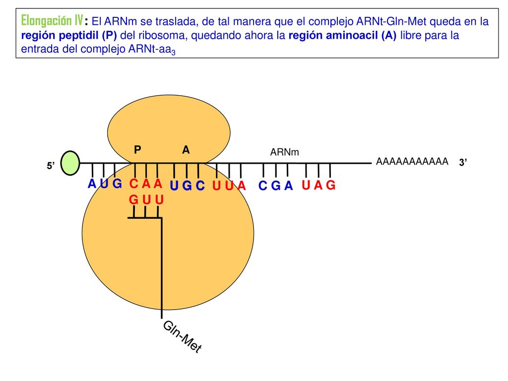 Elongación IV: El ARNm se traslada, de tal manera que el complejo ARNt-Gln-Met queda en la región peptidil (P) del ribosoma, quedando ahora la región aminoacil (A) libre para la entrada del complejo ARNt-aa3
