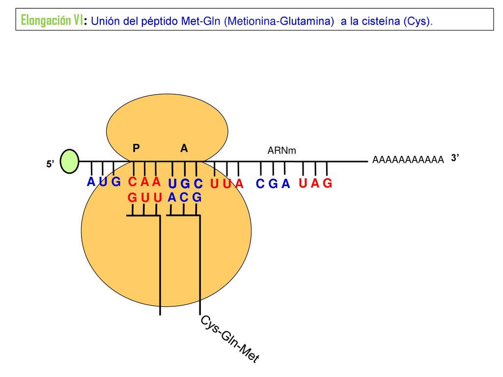 Elongación VI: Unión del péptido Met-Gln (Metionina-Glutamina) a la cisteína (Cys).