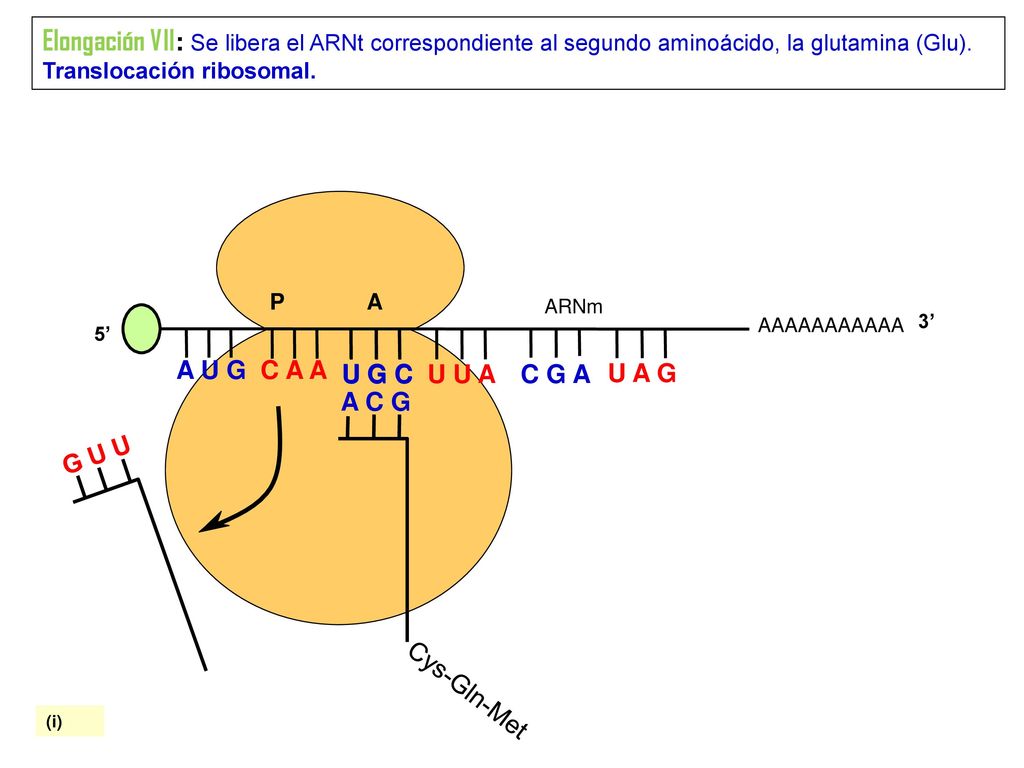 Elongación VII: Se libera el ARNt correspondiente al segundo aminoácido, la glutamina (Glu). Translocación ribosomal.