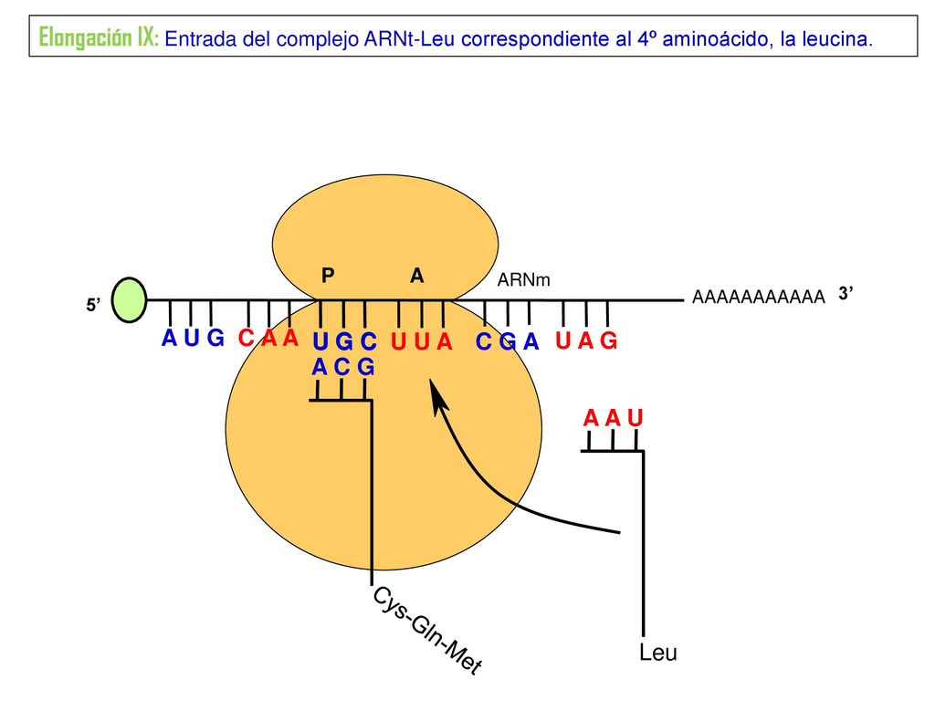 Elongación IX: Entrada del complejo ARNt-Leu correspondiente al 4º aminoácido, la leucina.