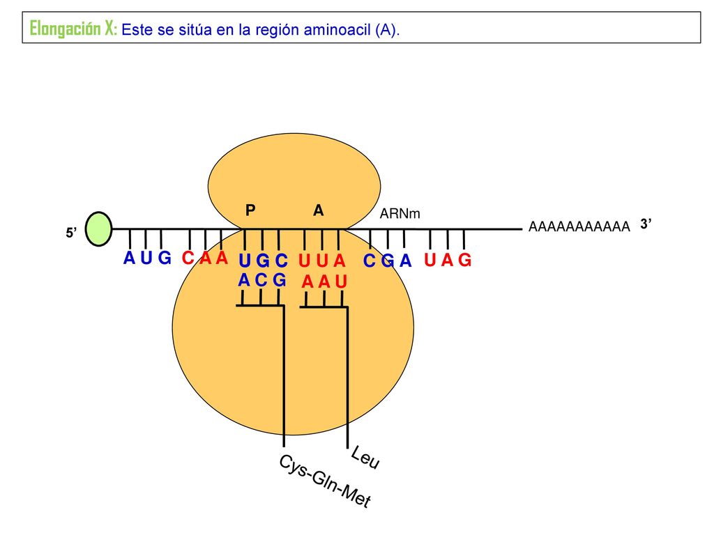 Elongación X: Este se sitúa en la región aminoacil (A).