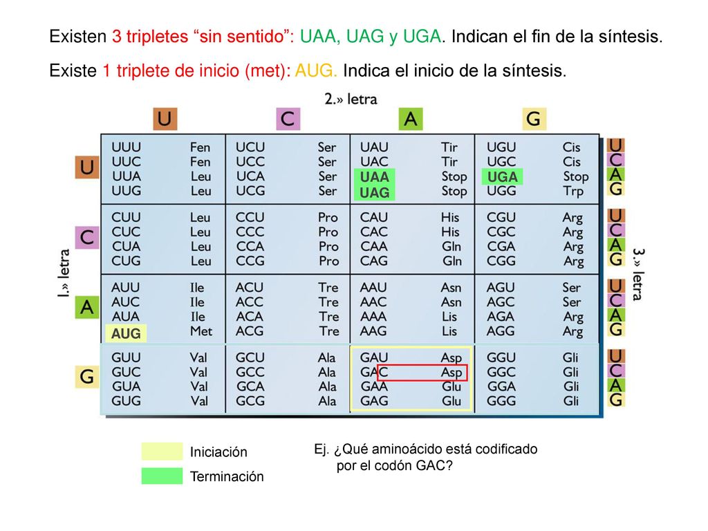 Existen 3 tripletes sin sentido : UAA, UAG y UGA