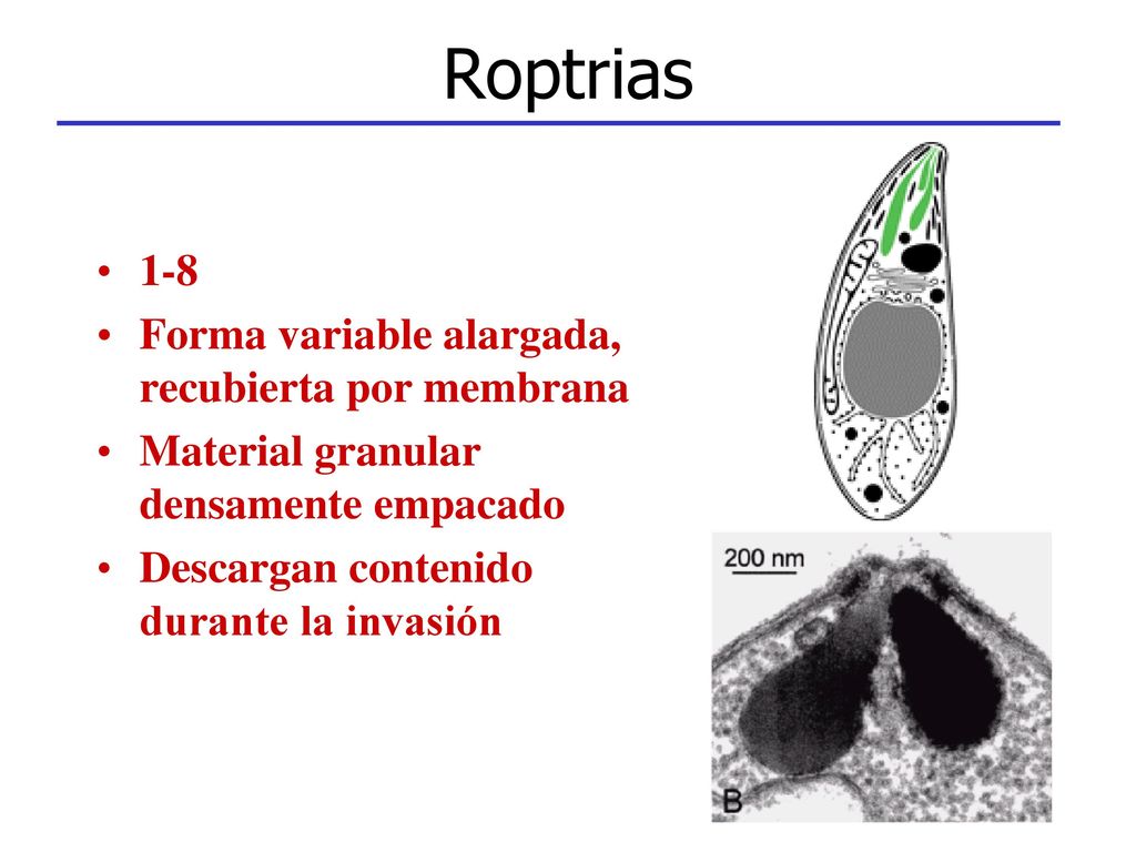 Roptrias 1-8 Forma variable alargada, recubierta por membrana