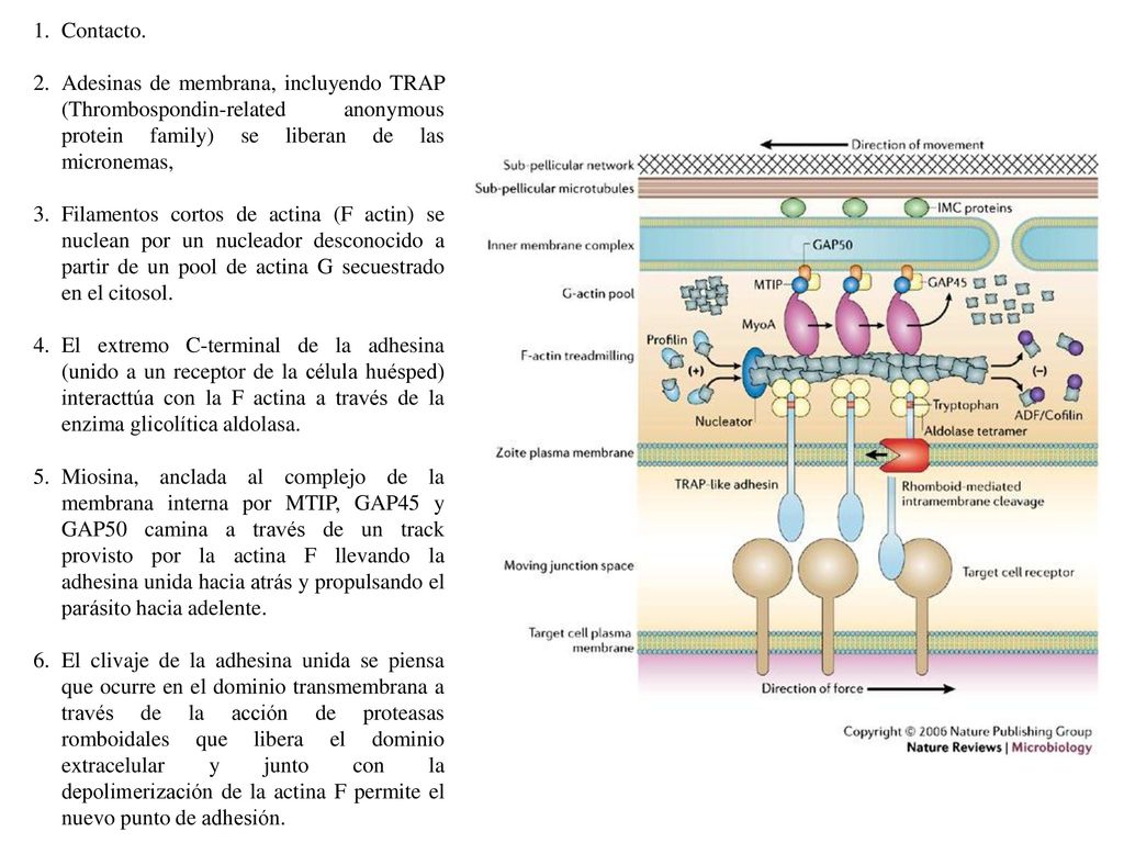 Contacto. Adesinas de membrana, incluyendo TRAP (Thrombospondin-related anonymous protein family) se liberan de las micronemas,