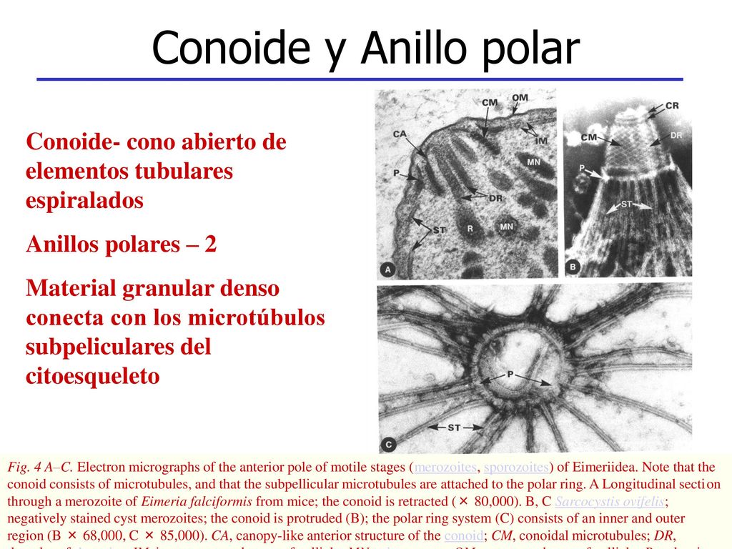 Conoide y Anillo polar Conoide- cono abierto de elementos tubulares espiralados. Anillos polares – 2.