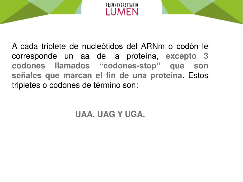 A cada triplete de nucleótidos del ARNm o codón le corresponde un aa de la proteína, excepto 3 codones llamados codones-stop que son señales que marcan el fin de una proteína. Estos tripletes o codones de término son: