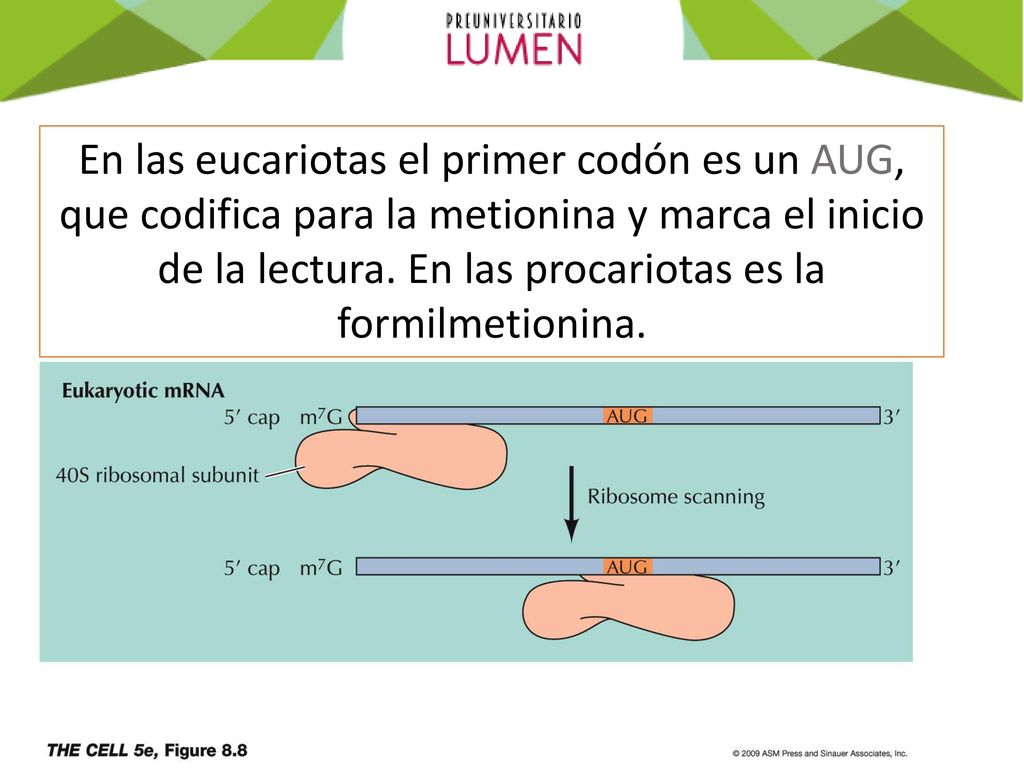 En las eucariotas el primer codón es un AUG, que codifica para la metionina y marca el inicio de la lectura.