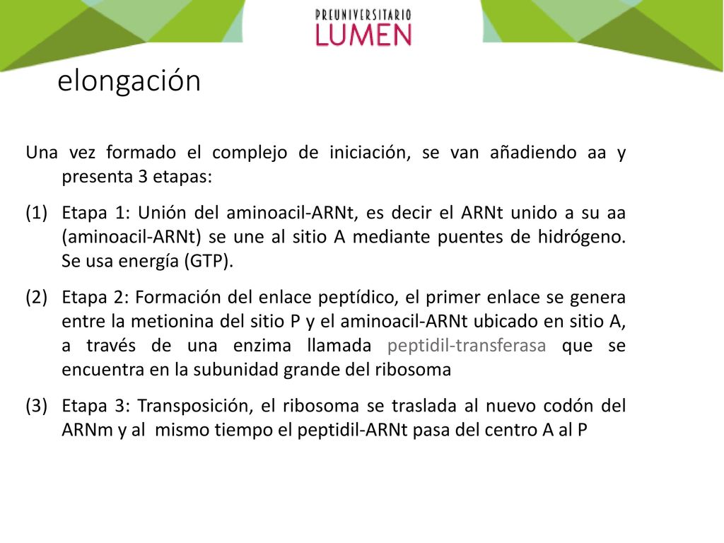 elongación Una vez formado el complejo de iniciación, se van añadiendo aa y presenta 3 etapas: