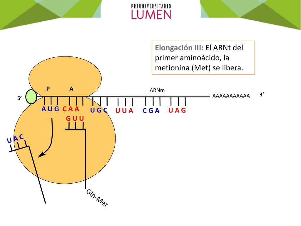 Elongación III: El ARNt del primer aminoácido, la metionina (Met) se libera.