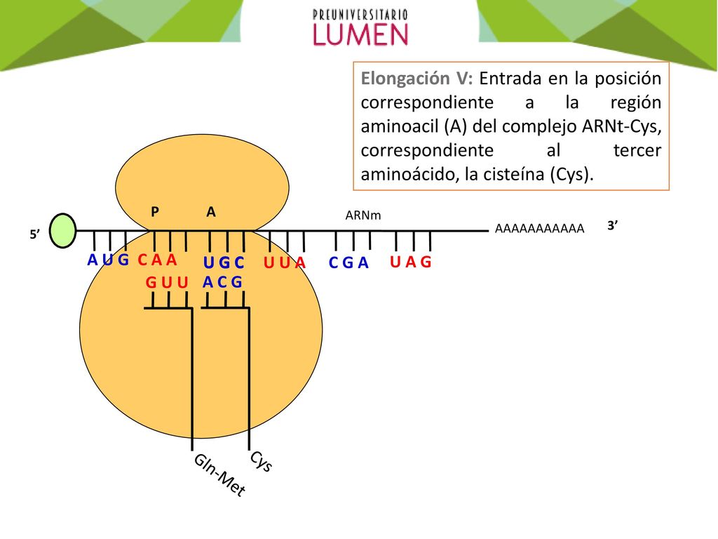 Elongación V: Entrada en la posición correspondiente a la región aminoacil (A) del complejo ARNt-Cys, correspondiente al tercer aminoácido, la cisteína (Cys).