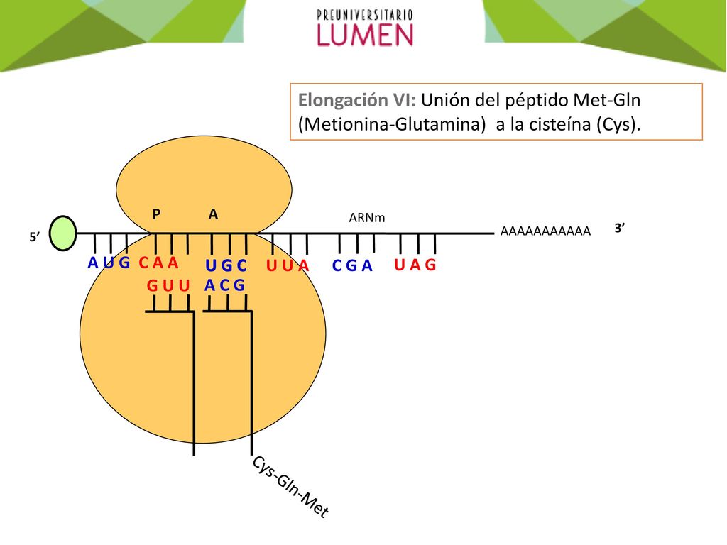 Elongación VI: Unión del péptido Met-Gln (Metionina-Glutamina) a la cisteína (Cys).