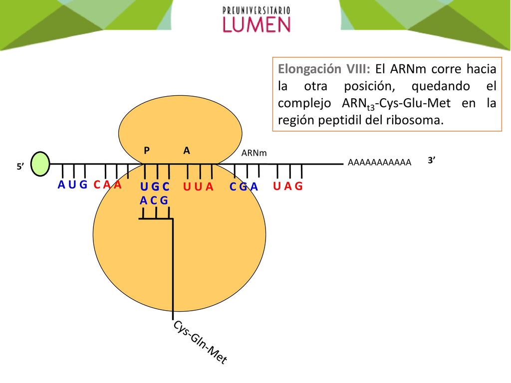 Elongación VIII: El ARNm corre hacia la otra posición, quedando el complejo ARNt3-Cys-Glu-Met en la región peptidil del ribosoma.