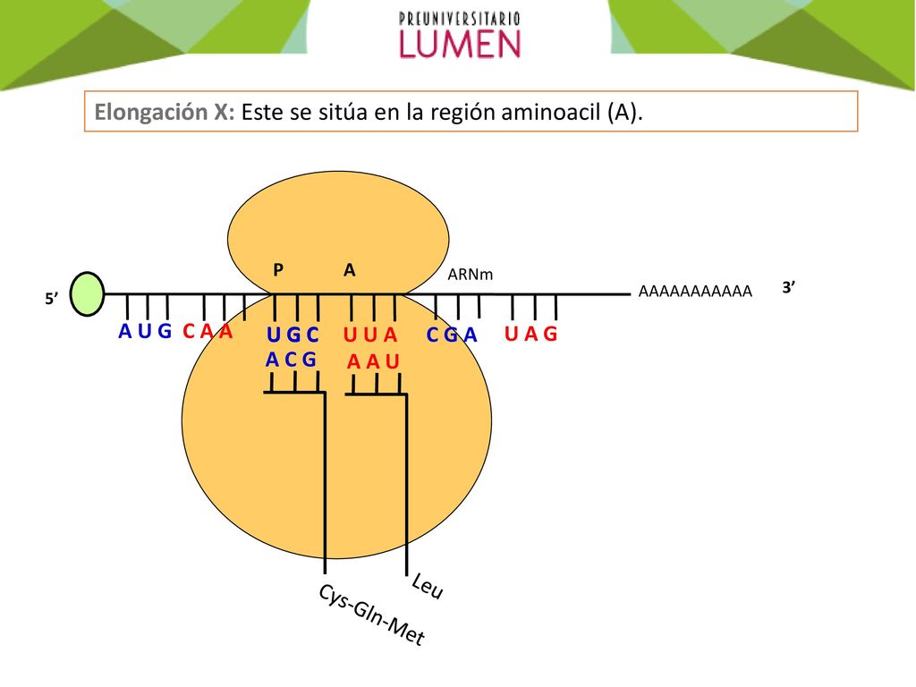 Elongación X: Este se sitúa en la región aminoacil (A).