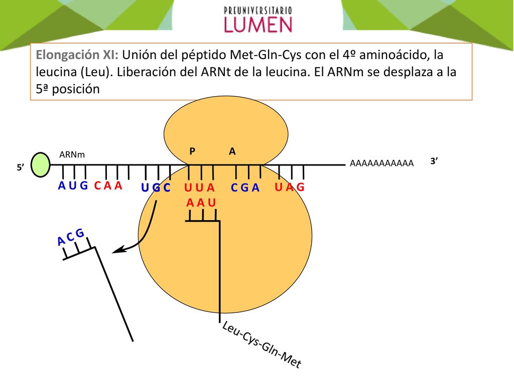 Elongación XI: Unión del péptido Met-Gln-Cys con el 4º aminoácido, la leucina (Leu). Liberación del ARNt de la leucina. El ARNm se desplaza a la 5ª posición