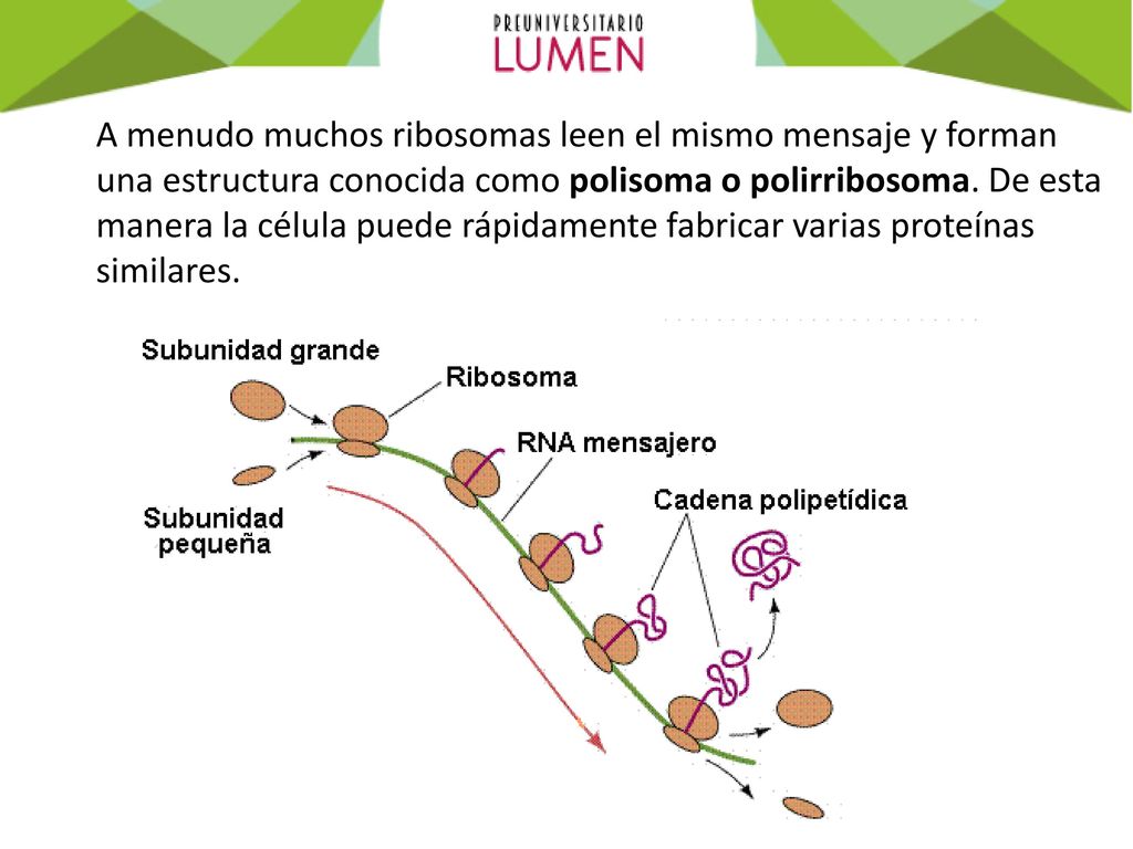 A menudo muchos ribosomas leen el mismo mensaje y forman una estructura conocida como polisoma o polirribosoma.