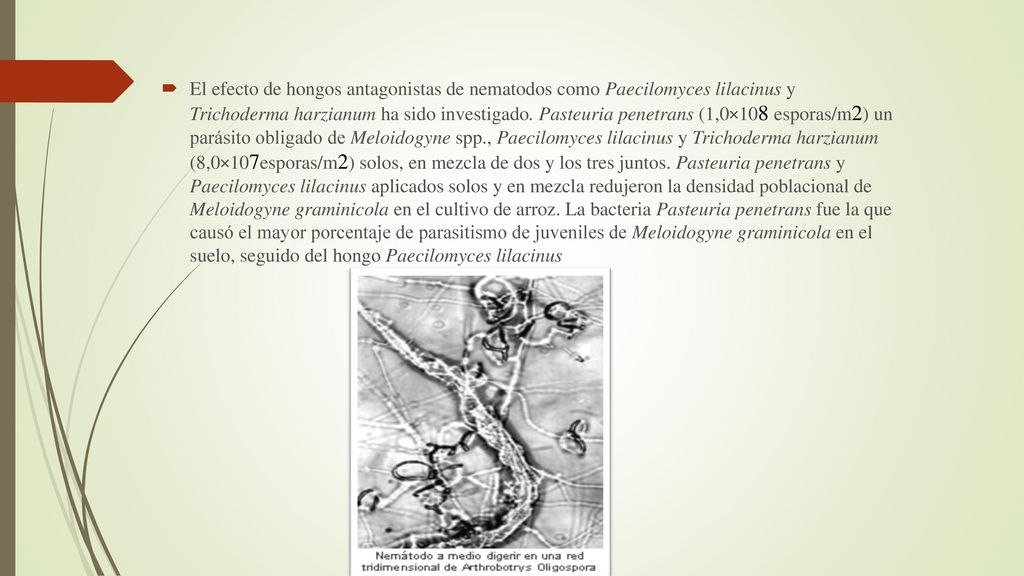 El efecto de hongos antagonistas de nematodos como Paecilomyces lilacinus y Trichoderma harzianum ha sido investigado.