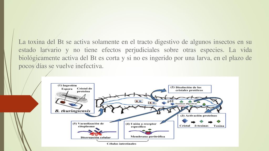 La toxina del Bt se activa solamente en el tracto digestivo de algunos insectos en su estado larvario y no tiene efectos perjudiciales sobre otras especies.