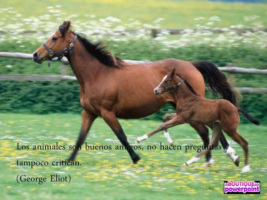 Los animales son buenos amigos, no hacen preguntas y tampoco critican.