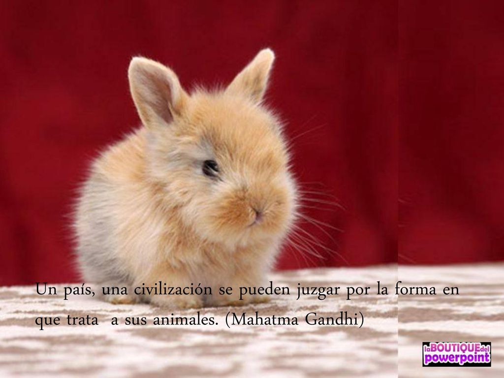 Un país, una civilización se pueden juzgar por la forma en que trata a sus animales.