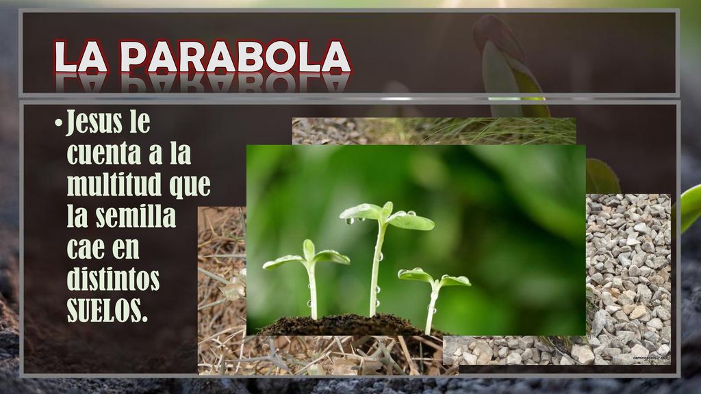 LA PARABOLA Jesus le cuenta a la multitud que la semilla cae en distintos SUELOS.