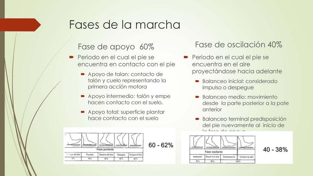 Fases de la marcha Fase de oscilación 40% Fase de apoyo 60%
