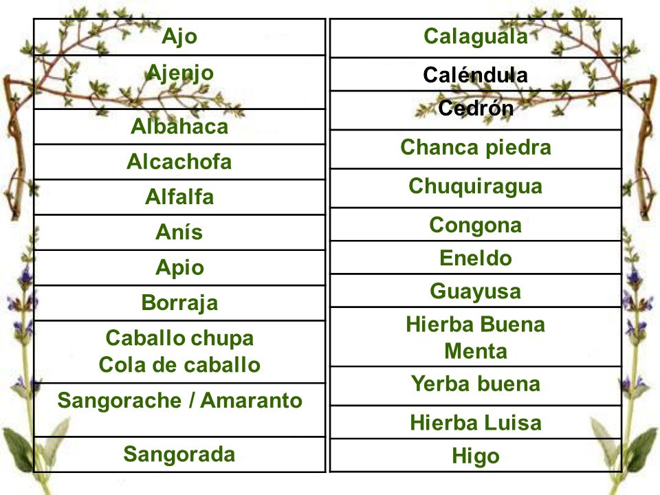 Ajo Ajenjo. Albahaca. Alcachofa. Alfalfa. Anís. Apio. Borraja. Caballo chupa. Cola de caballo.