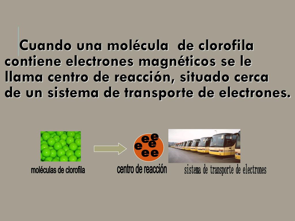 Cuando una molécula de clorofila contiene electrones magnéticos se le llama centro de reacción, situado cerca de un sistema de transporte de electrones.