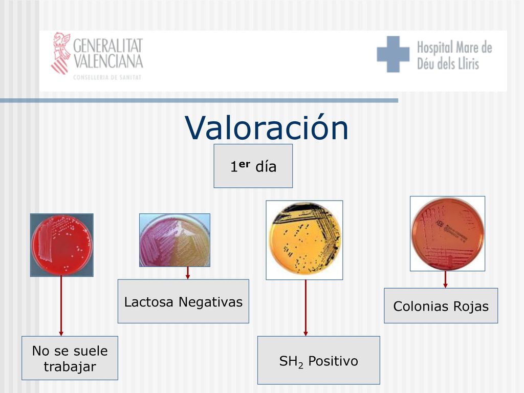 Valoración 1er día Lactosa Negativas Colonias Rojas No se suele
