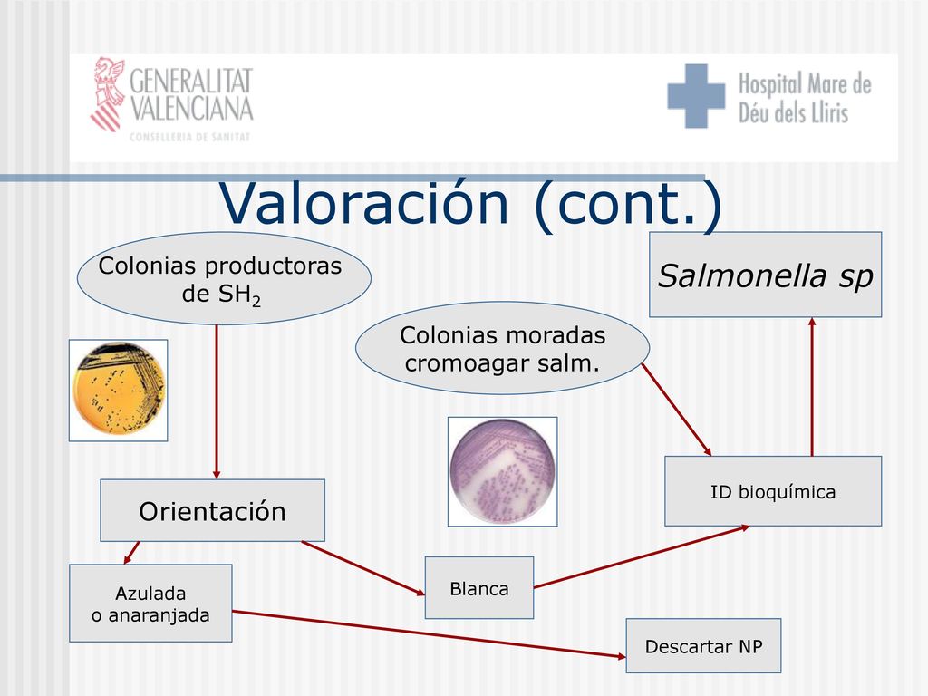 Valoración (cont.) Salmonella sp Orientación Colonias productoras