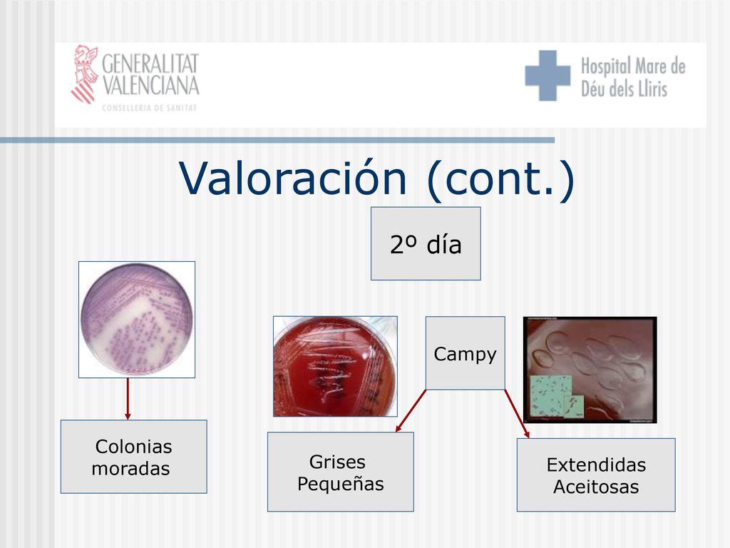 Valoración (cont.) 2º día Campy Colonias moradas Grises Extendidas