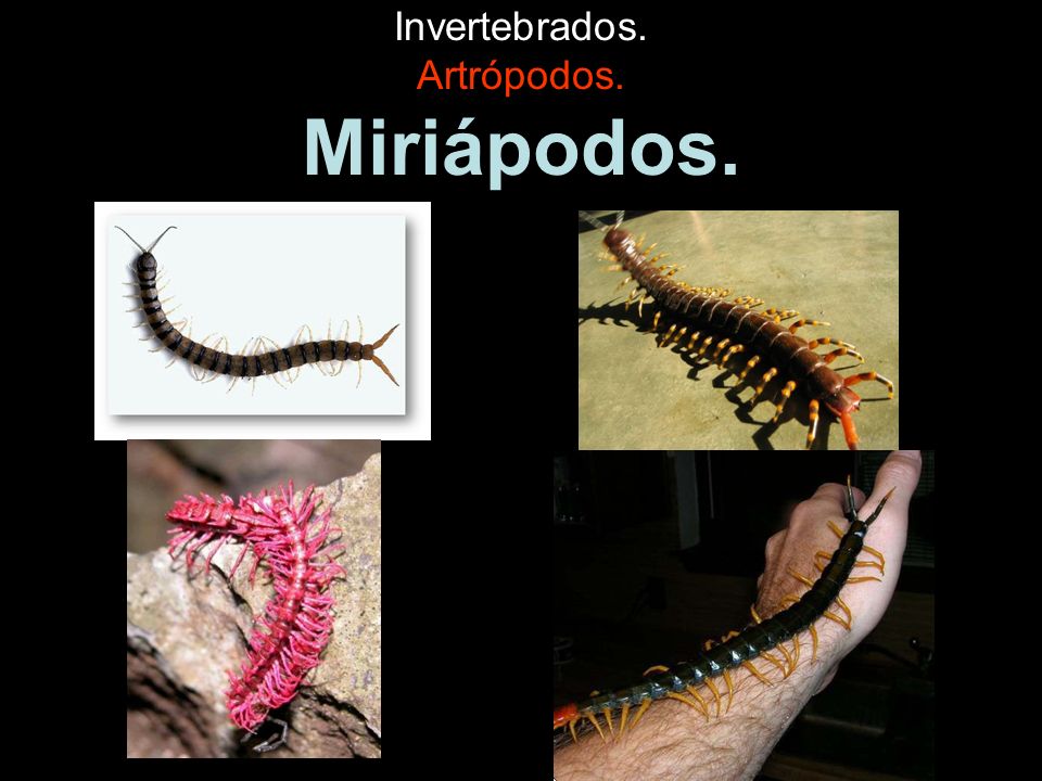 Invertebrados. Artrópodos. Miriápodos.