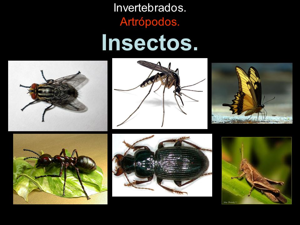 Invertebrados. Artrópodos. Insectos.