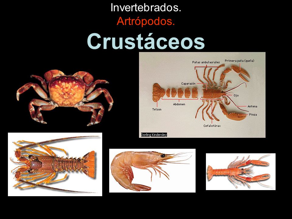 Invertebrados. Artrópodos. Crustáceos