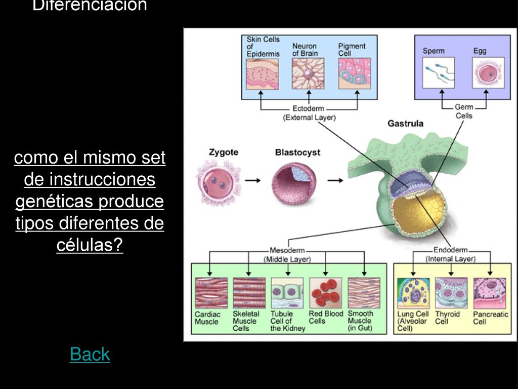 Diferenciación como el mismo set de instrucciones genéticas produce tipos diferentes de células.
