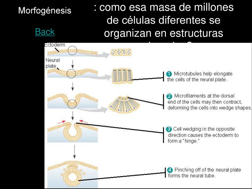 : como esa masa de millones de células diferentes se organizan en estructuras ordenadas