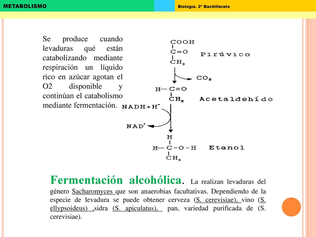Se produce cuando levaduras qué están catabolizando mediante respiración un líquido rico en azúcar agotan el O2 disponible y continúan el catabolismo mediante fermentación.