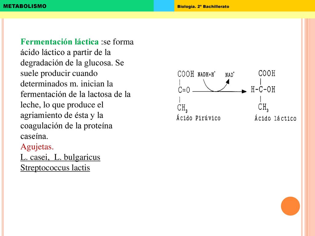 Fermentación láctica :se forma ácido láctico a partir de la degradación de la glucosa. Se suele producir cuando determinados m. inician la fermentación de la lactosa de la leche, lo que produce el agriamiento de ésta y la coagulación de la proteína caseína.