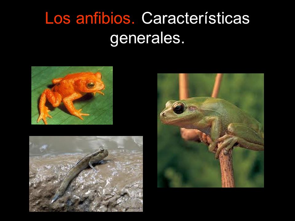 Los anfibios. Características generales.