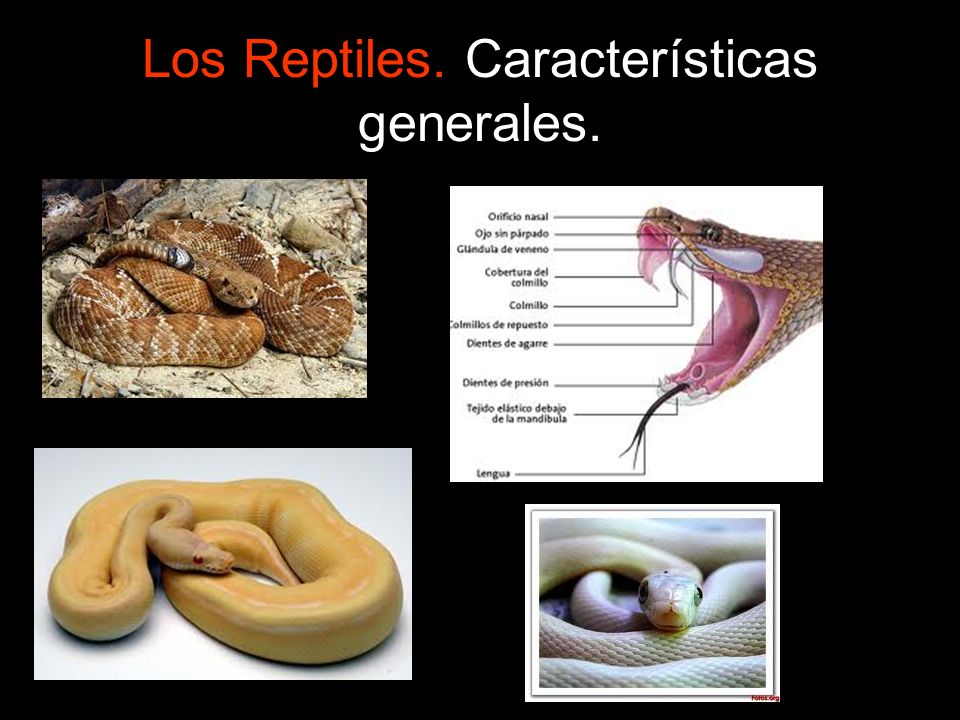 Los Reptiles. Características generales.