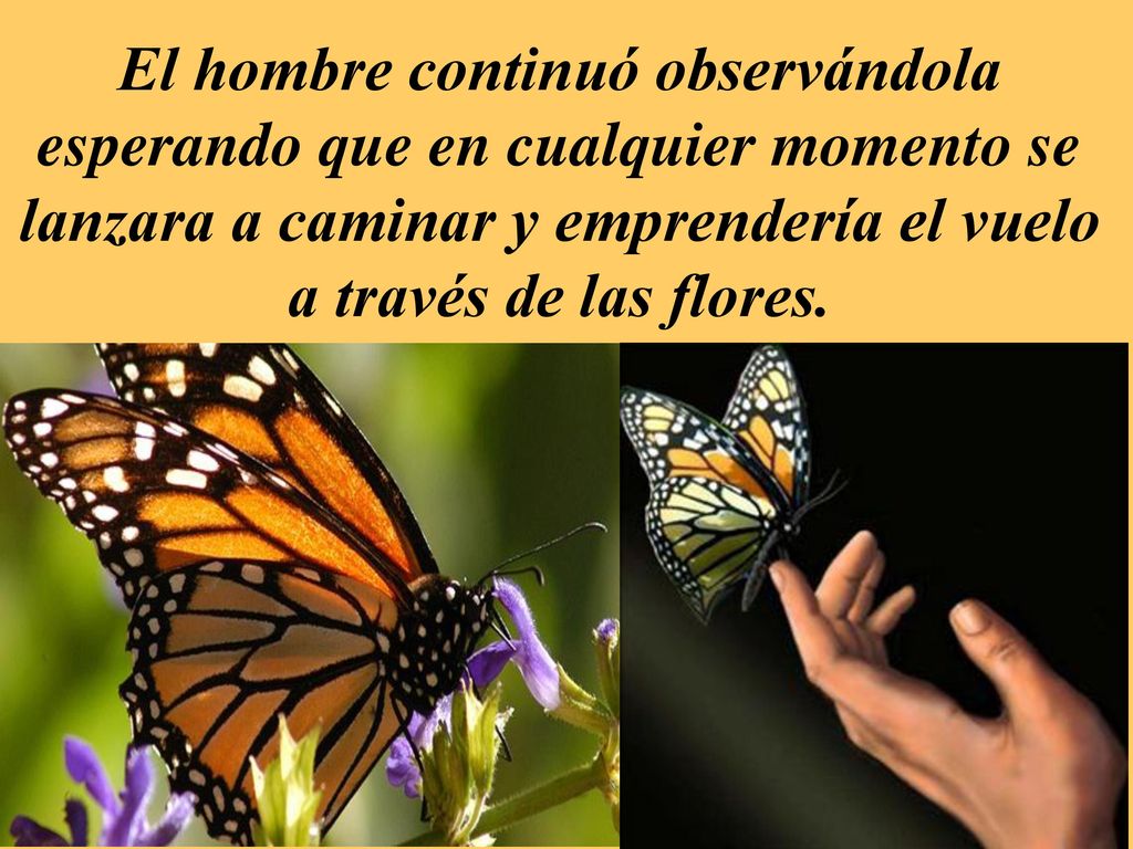 El hombre continuó observándola esperando que en cualquier momento se lanzara a caminar y emprendería el vuelo a través de las flores.