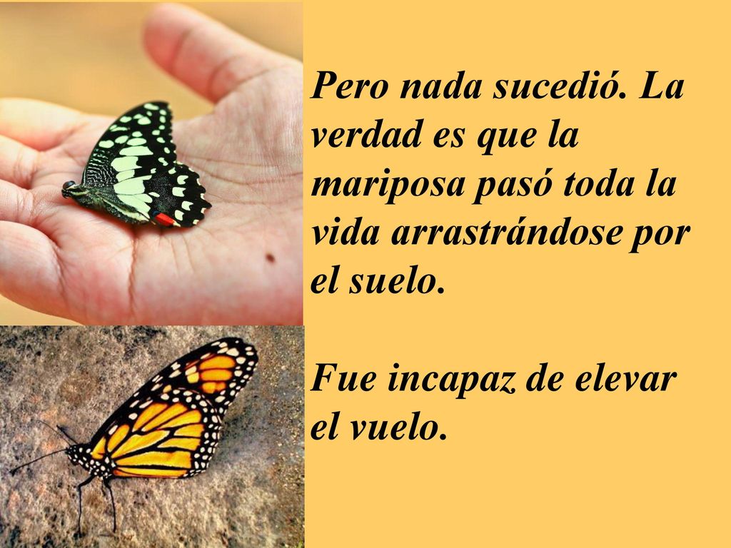 Pero nada sucedió. La verdad es que la mariposa pasó toda la vida arrastrándose por el suelo.