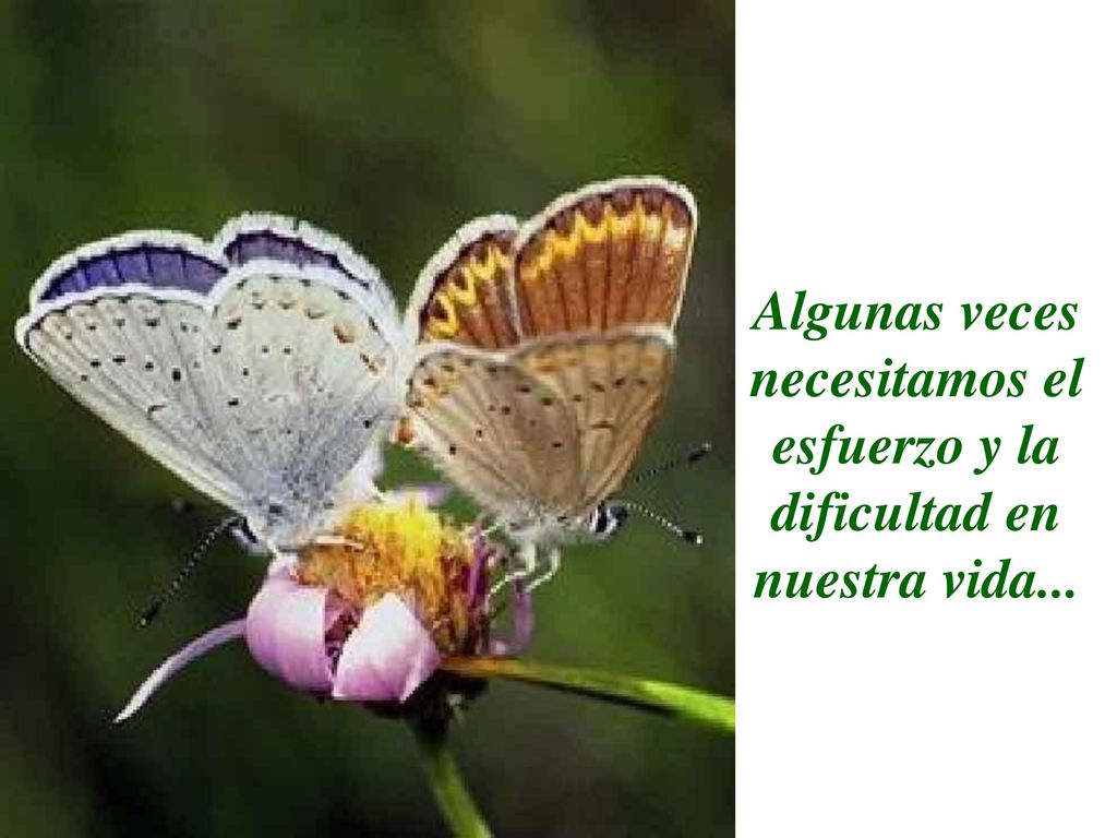 Algunas veces necesitamos el esfuerzo y la dificultad en nuestra vida...