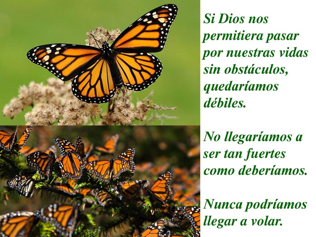 Si Dios nos permitiera pasar por nuestras vidas sin obstáculos, quedaríamos débiles.