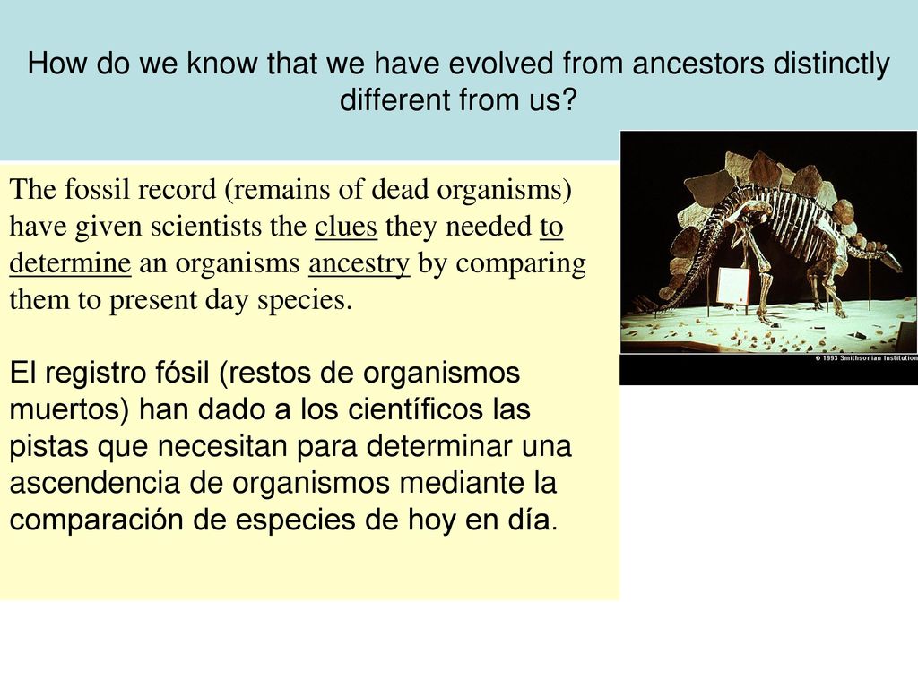 How do we know that we have evolved from ancestors distinctly different from us