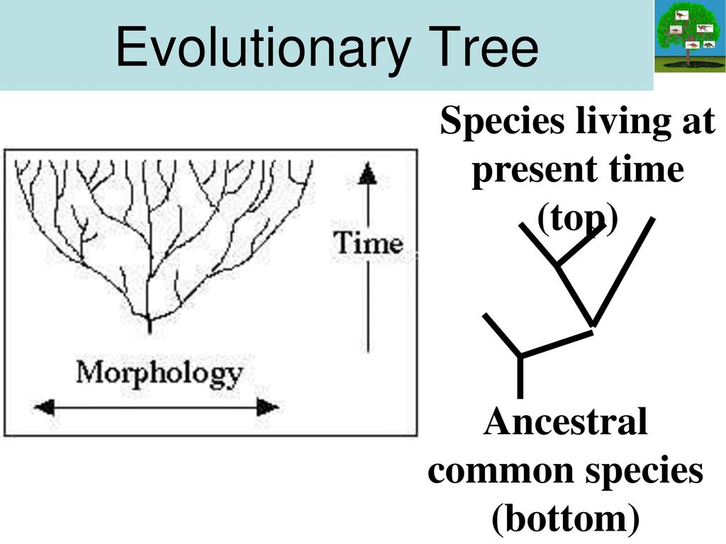 Species living at present time (top) Ancestral common species (bottom)