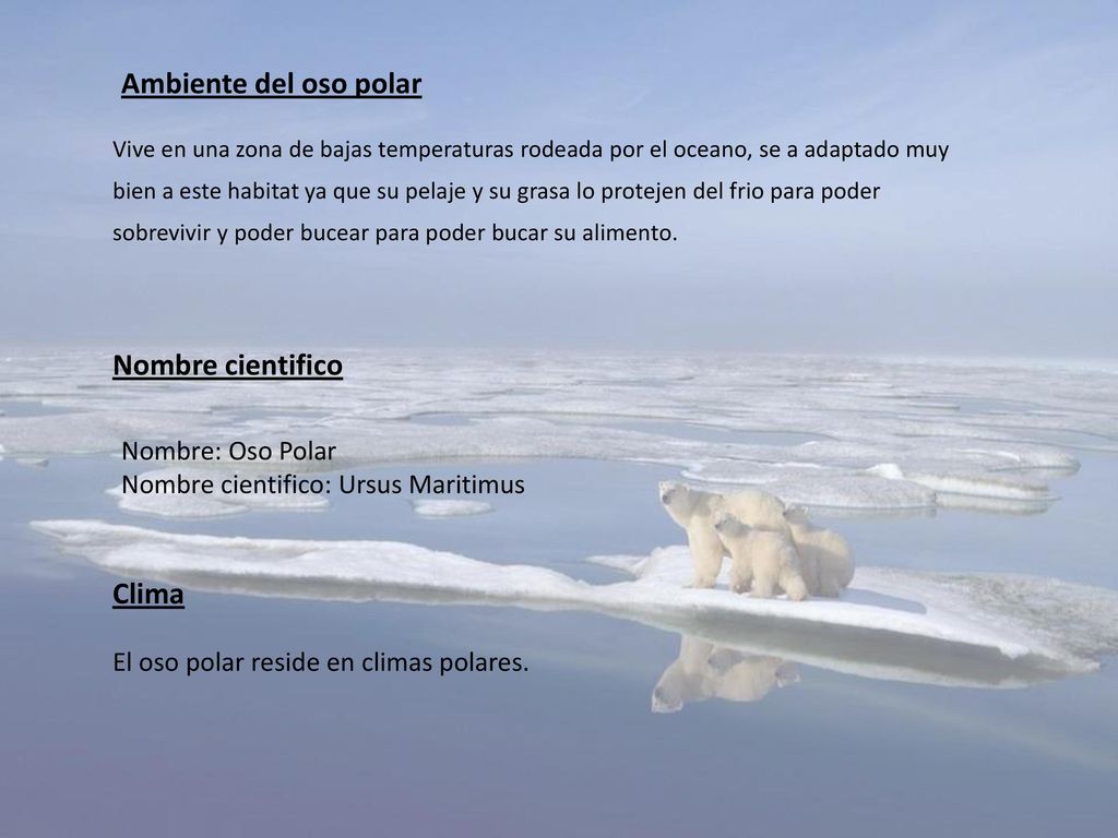 Ambiente del oso polar Nombre cientifico Clima Nombre: Oso Polar